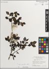 Foto von Salix myrsinifolia Salisb.